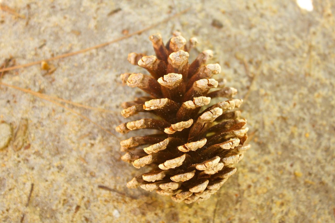 CLOSE-UP OF PINE CONE ON PLANT