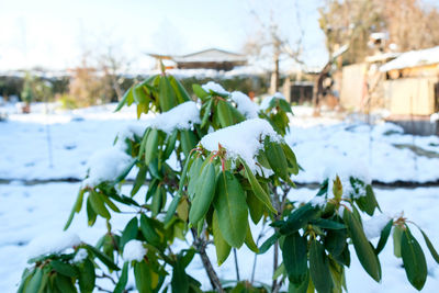 Close-up of snow on plant