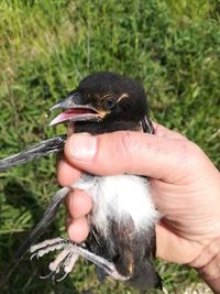 Close-up of a hand holding a bird