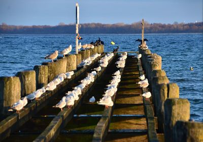 Wooden pier over sea against sky