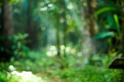 Defocused image of trees in forest