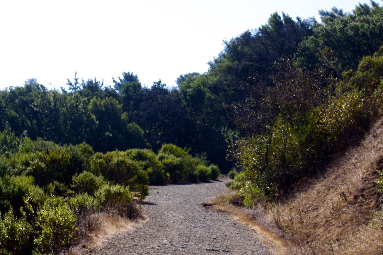 FOOTPATH AMIDST TREES AGAINST SKY