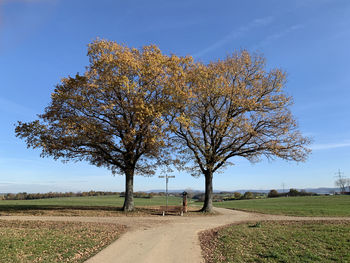 Tree on field by road against sky