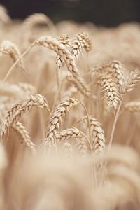 Close-up of wheat crops growing on field