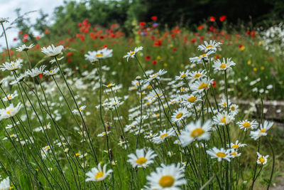 Close-up of white daisy flowers blooming in field