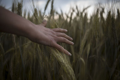 Cropped hand of woman touching crops in field