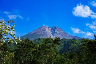 Low angle view of merapi volcano with trees against blue sky