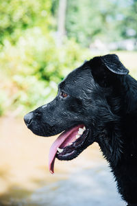 Close-up of a dog