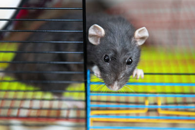 Decorative domestic adult blue curious rat dumbo looks out of the cage, close-up. the concept of pet