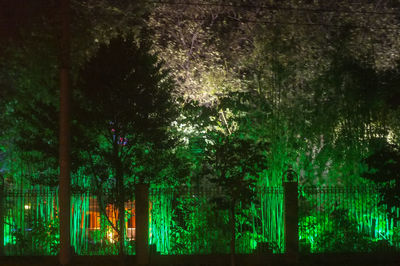 Illuminated trees at night