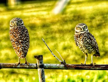 Portrait of owls perching on fence 