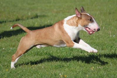 Close-up of dog on field