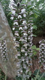 Close-up of flowering plants in garden