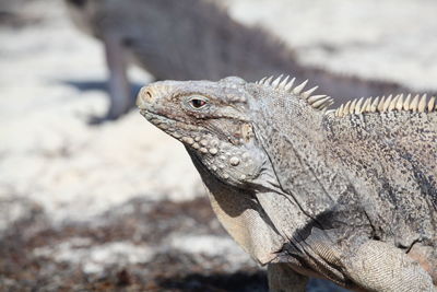 Close-up of a lizard