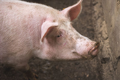 Close-up of pig