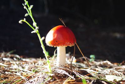 Close-up of mushroom growing on field