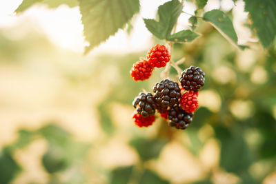 Close-up of red berries growing on plant