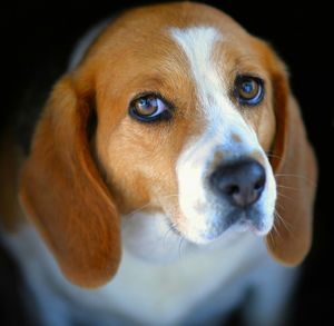 Close-up of dog