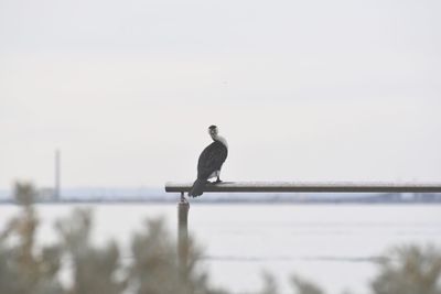 Bird perching on wall against clear sky