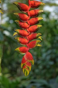Close-up of red flowering plant