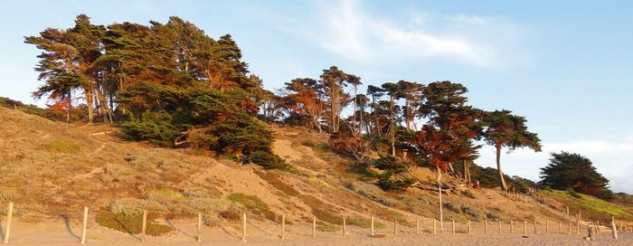 Trees on landscape against sky during autumn