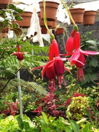 Close-up of red flowering plants