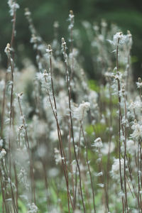 Close-up of dry plants on land