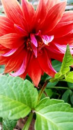 Close-up of red hibiscus blooming outdoors