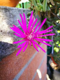 Close-up of pink flower