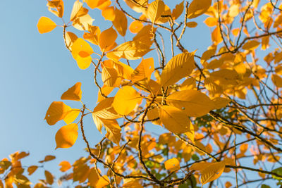 Low angle view of yellow flowering plant against sky