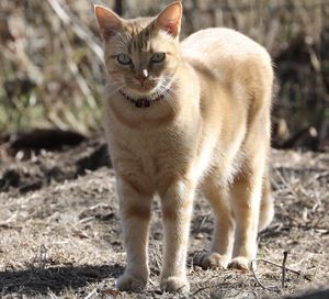 Cat looking away