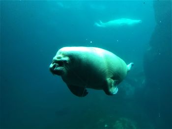 Fish swimming in sea