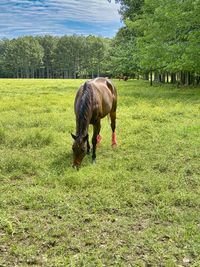 Horse grazing in field