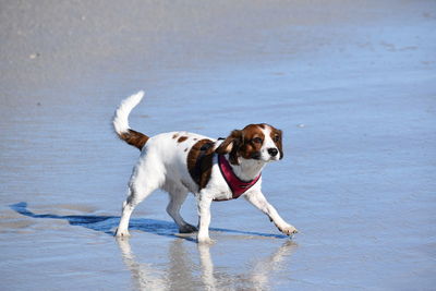 Dog running on beach