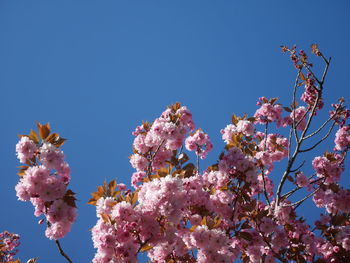 Low angle view of pink flowers blooming on tree against sky