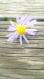 High angle view of white flower on wooden plank