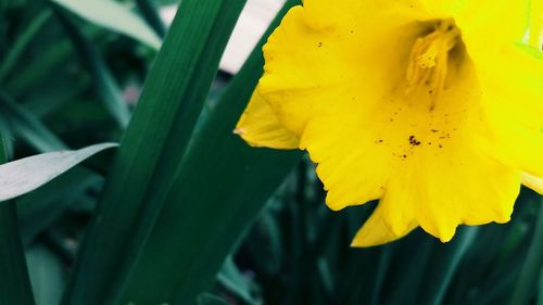 Close-up of yellow flower blooming outdoors