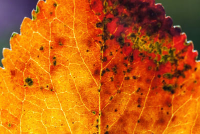 leaf