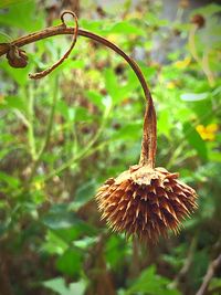 Close-up of plant against blurred background