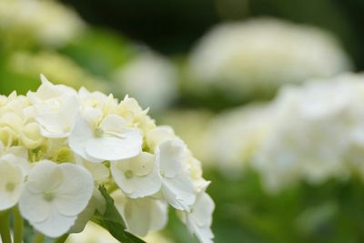 Close-up of white flowers blooming outdoors