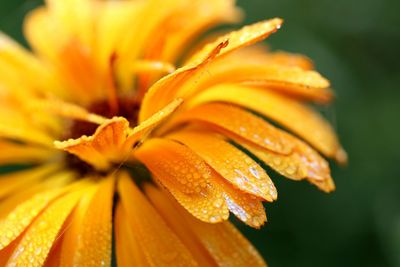 Close-up of dew drops on orange flower