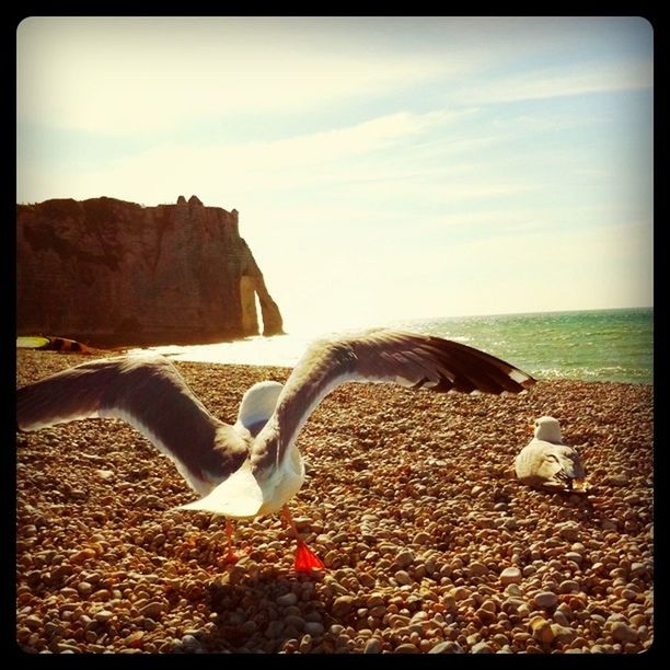 transfer print, animal themes, beach, auto post production filter, bird, sand, sky, animals in the wild, wildlife, shore, seagull, sea, one animal, nature, flying, sunlight, water, cloud - sky, horizon over water, rock - object