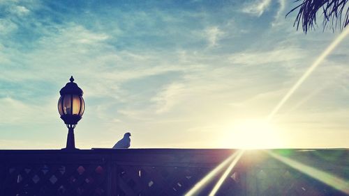 Silhouette bird against sky during sunset