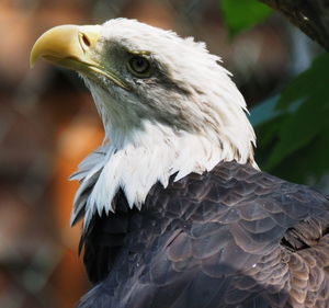 Close-up of eagle