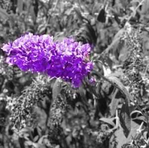 Close-up of purple flowers