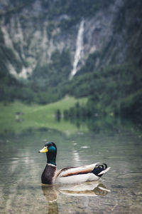 Duck swimming in lake