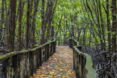 Footpath amidst trees in forest during autumn