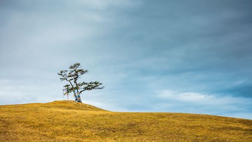 Low angle view of tree on field against sky