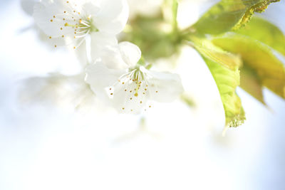 Close-up of white cherry blossoms in spring