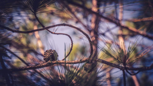 Close-up of dried plant against blurred background